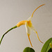 Orchid IMG 8902