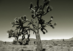 "Desert tree, dreamed I saw a desert tree …”
