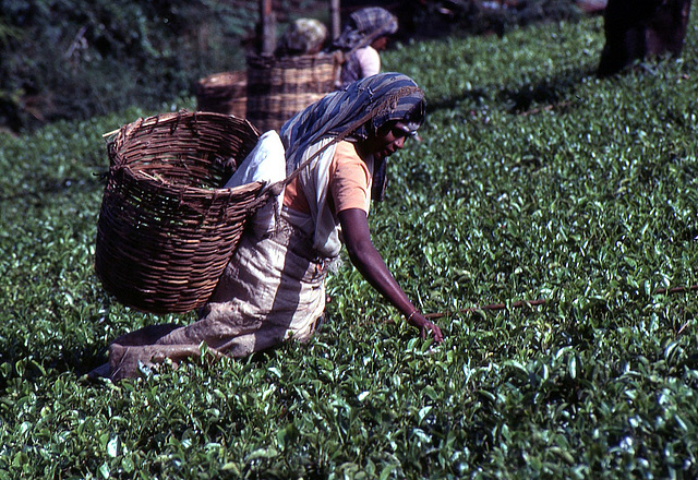 Teepflückerinnnen bei der Arbeit 1982