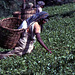 Teepflückerinnnen bei der Arbeit 1982