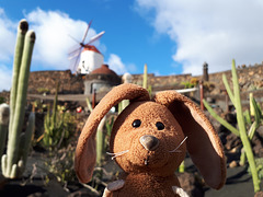 Rabbit visits the Jardin de Cactus
