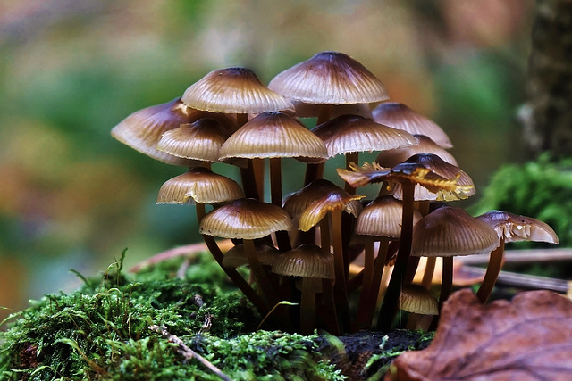 Geheimnisvolle Pilzwelt - Mysterious world of mushrooms