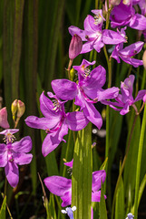 Calopogon tuberosus (Common Grass-pink orchid) in bog garden 04