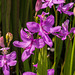 Calopogon tuberosus (Common Grass-pink orchid) in bog garden 04