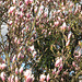 103/365 - Magnolien - zauberhafte Frühlingsblüher