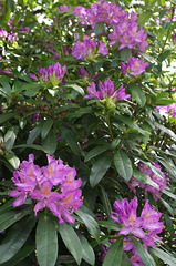 Pink Rhrododendron