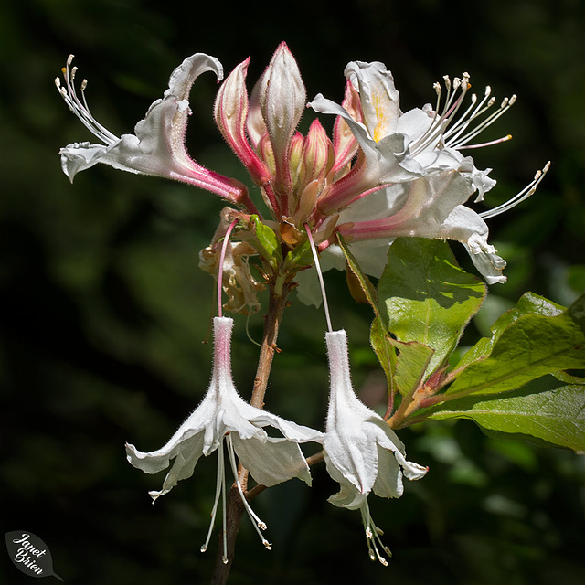 Western Azaleas on My Morning Walk at Humbug Mountain State Park (+8 insets!)