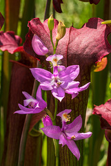 Calopogon tuberosus (Common Grass-pink orchid) in bog garden 05