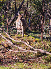 everyone loves the kangaroo