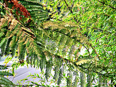 Fern and Bamboo