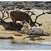 Rein Deers at Harvika sea