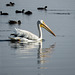 American White Pelican (and Coots)