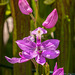 Calopogon tuberosus (Common Grass-pink orchids) in bog garden