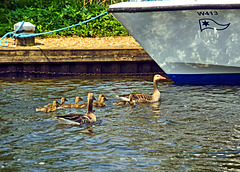 Greylag Geese ~ The Norfolk Broads