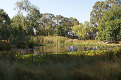 Pond At Sovereign Hill