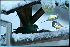 Peaceful coexistence of Blackbird, Blue tit and Great tit at breakfast. ©UdoSm