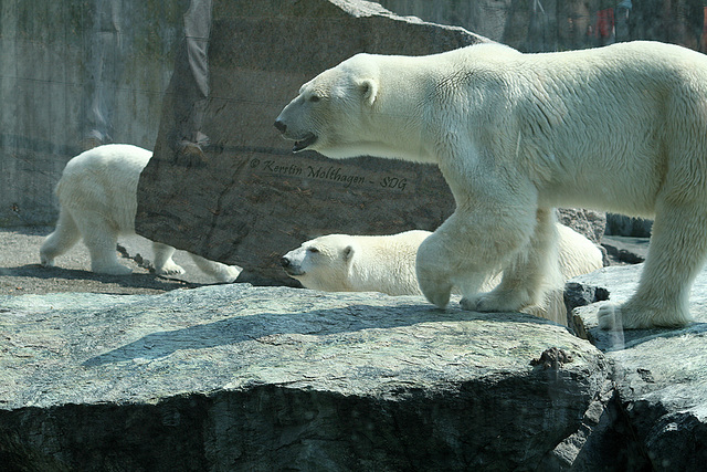 Eisbären vor 10 Jahren (Wilhelma)