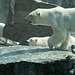 Eisbären vor 10 Jahren (Wilhelma)