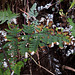 20191208-9992 Aleuritopteris bicolor (Roxb.) Fraser-Jenk.