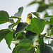 First year Tennessee Warbler