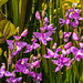 Calopogon tuberosus (Common Grass-pink orchid) in bog garden 03