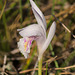 Arethusa bulbosa (Dragon's Mouth orchid)