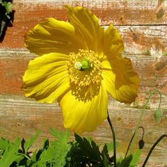 Sun Catcher (Welsh Poppy)