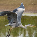 Heron in flight vb5