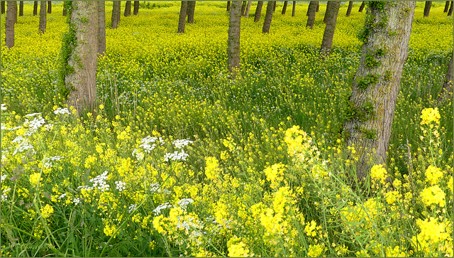 Really wonderful to see this impressive yellow Rapeseed field!