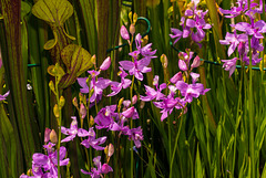 Calopogon tuberosus (Common Grass-pink orchid) in bog garden 02