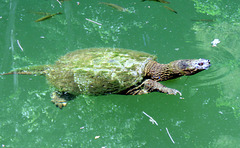 Snapping Turtle (Chelydridae)