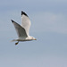 ring-billed gull/goéland à bec cerclé