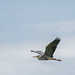Heron in flight. v56