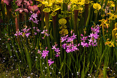 Calopogon tuberosus (Common Grass-pink orchid) in bog garden 01