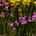 Calopogon tuberosus (Common Grass-pink orchid) in bog garden 01