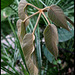 Schefflera macrophylla (1)