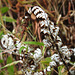20191208-9984 Aleuritopteris bicolor (Roxb.) Fraser-Jenk.