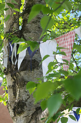 Birch trunk with Bunting