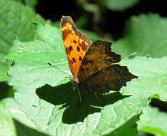 Comma butterfly (Polygonia)