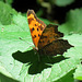 Comma butterfly (Polygonia)