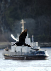 Cormorant Flying Past a Tugboat