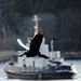 Cormorant Flying Past a Tugboat