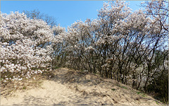 Blooming Currant Trees climbing up the Sanddunes...
