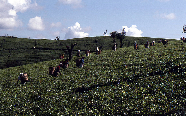 Teeplantage an Teeplantage auf den Hügeln von Sri Lanka