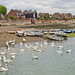 Swans Gathering in Emsworth Harbour