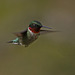 colibri à gorge rubis / ruby-throated hummingbird