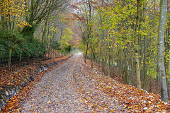 Muddy path, late autumn colours