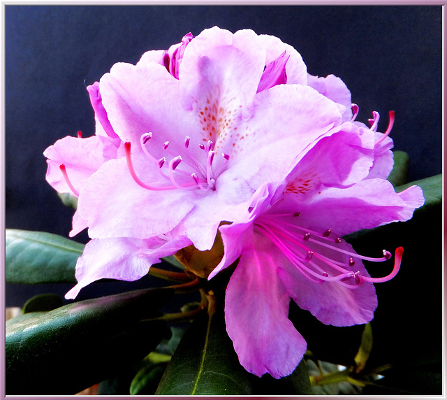 Rhododendron, one day later... ©UdoSm