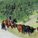 Cattle drive in the mountains
