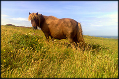 Shetland pony, for Pam.